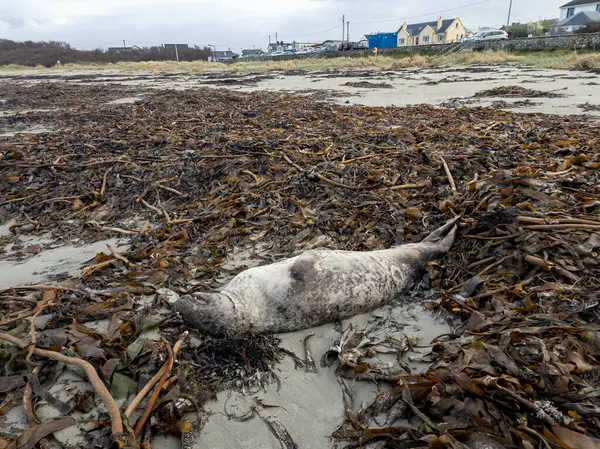 Huge Dead Grey Seal Lying Narin Beach Portnoo County Donegal — Stock Photo, Image