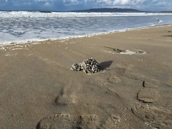 Kaz Midyesi Deniz Kıyısındaki Bir Şişede Midye — Stok fotoğraf