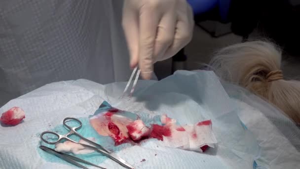 Herida Sutura Del Médico Con Aguja Hilo Autodisuelto Durante Una — Vídeo de stock