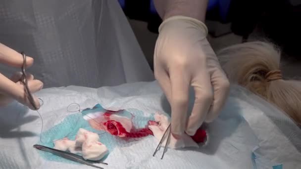 Médico Usando Hisopo Durante Una Cirugía — Vídeo de stock