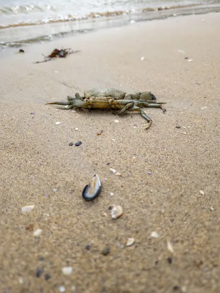 Common Shore Crab Sandy Beach Northern Ireland — Stock Photo, Image