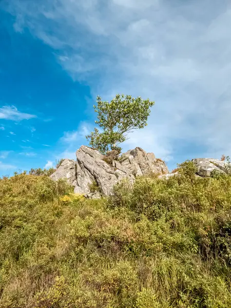 Tree Growing Rock Ireland — Stock Photo, Image