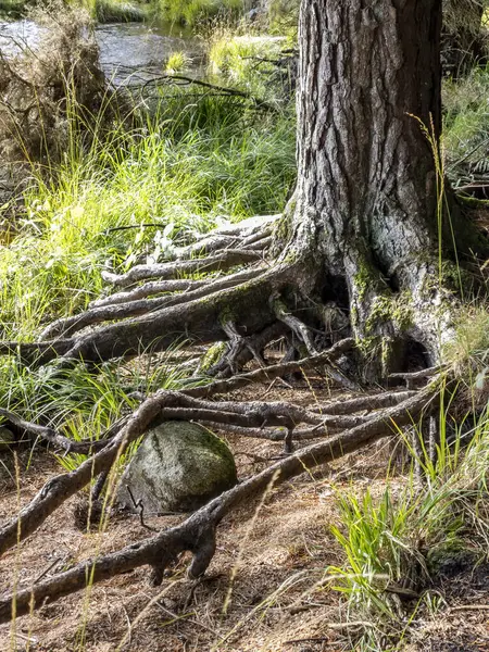 Racines Pin Sylvestre Dans Une Forêt Irlande — Photo