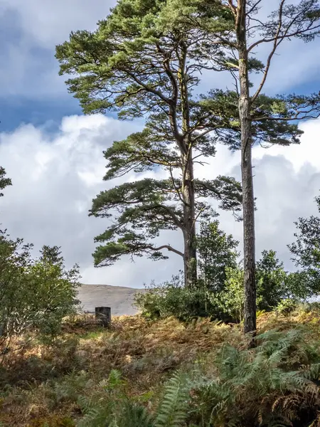 Scots Pine Trees County Donegal Ireland — Stock Photo, Image