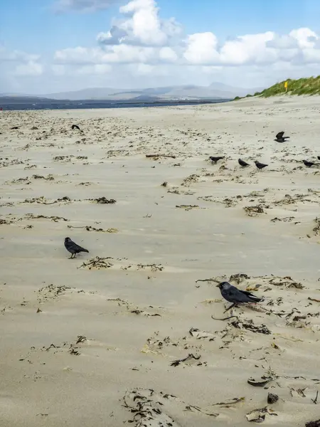 Cuervos Encapuchados Corvus Cornix Recogiendo Ramitas Playa Irlanda — Foto de Stock