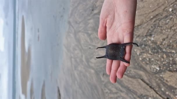 Egg Case Spotted Ray Found West Coast Ireland — Stock Video