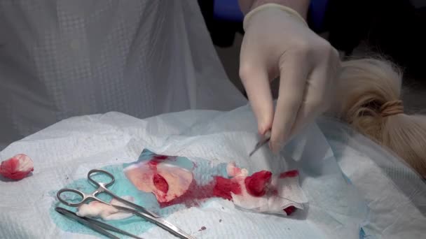 手術中に針と自己溶解糸で傷を縫う医師 — ストック動画