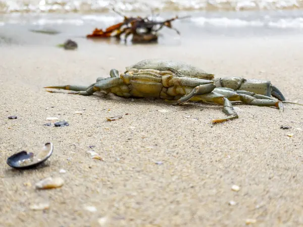 北爱尔兰沙滩上的普通海岸蟹 — 图库照片
