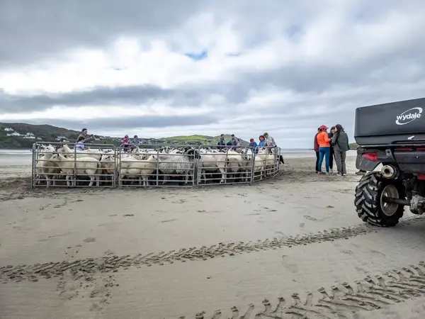 Portnoo County Donegal Ireland September 2023 Sheep Being Gathered Narin — Stock Photo, Image