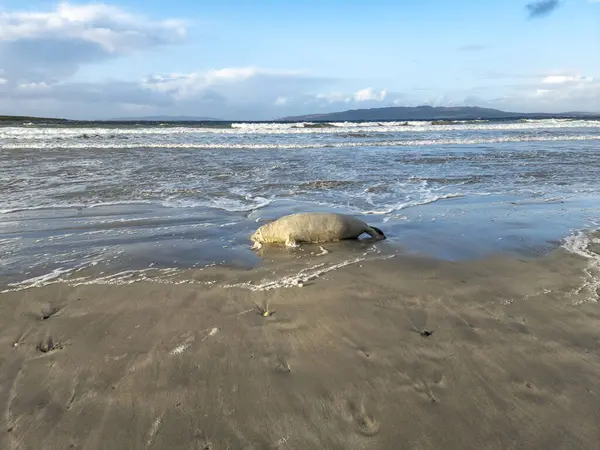 Dead Seal Lying Narin Beach Portnoo County Donegal Ireland — Stock Photo, Image
