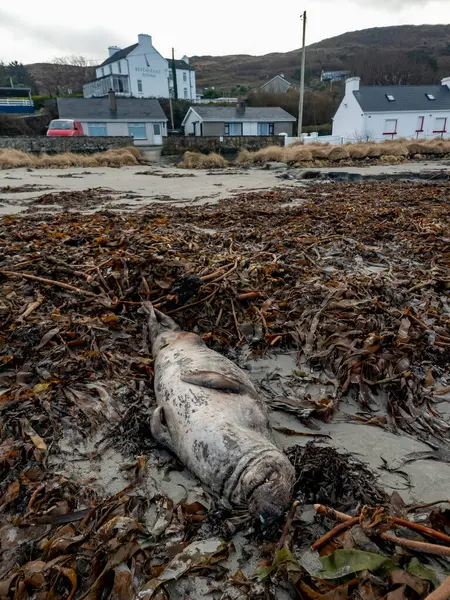 Huge Dead Grey Seal Lying Narin Beach Portnoo County Donegal — Stock Photo, Image