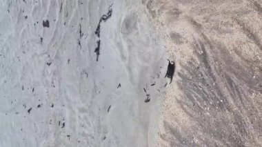 İrlanda 'nın batı kıyısında yüzen Benekli Işın Yumurtası.