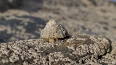 The Common Limpet, Patella vulgata, deniz yumuşakçaları, olağanüstü güçlü dişleri olan bir su salyangozudur.