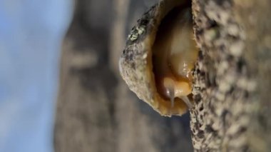 Bilinen Limpet saklanması, Patella vulgata, Deniz yumuşakçası, olağanüstü güçlü dişleri olan bir su salyangozu.