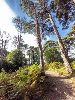 Scots Pine trees in County Donegal - Ireland. clipart