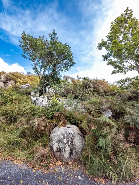 Rlanda Bir Kayanın Üzerinde Büyüyen Ağaç — Stok fotoğraf