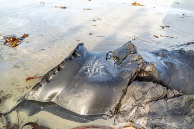 NARIN, PORTNOO, IRELAND - 15 HAZİRAN 2020: Brendan fırtınasından sonra Portnoo sahilinde uzanan yosun.