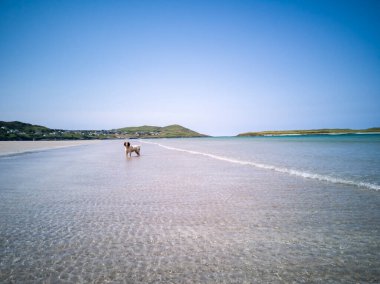 Donegal, İrlanda 'daki Narin Caddesi' ndeki güzel açık sularda bir köpek.