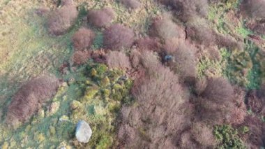 Kızıl Geyik Castlegoland 'da Portnoo, County Donegal, İrlanda.