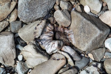 Remains of a compass jelly fish stranded on stony beach. clipart