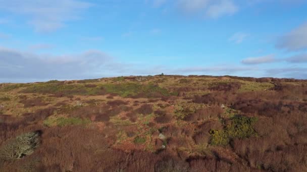 Rothirsch Auf Castlegoland Bei Portnoo County Donegal Irland — Stockvideo