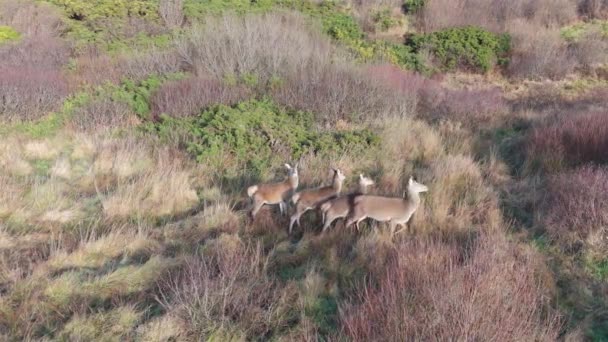 Red Deer Castlegoland Portnoo Grevskapet Donegal Irland — Stockvideo
