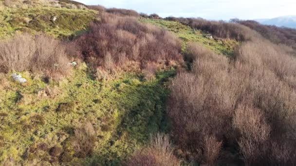 Ciervo Rojo Castlegoland Por Portnoo Condado Donegal Irlanda — Vídeos de Stock