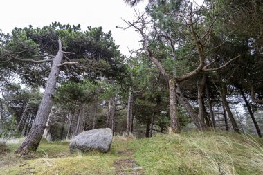 İrlanda 'nın Donegal ilçesindeki Murvagh ormanında..