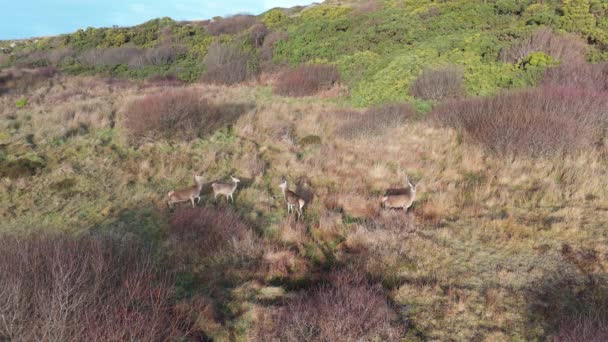 Red Deer Castlegoland Portnoo Grevskapet Donegal Irland — Stockvideo