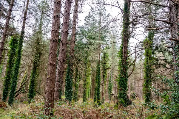 Skogen Ved Murvagh County Donegal Irland stockfoto