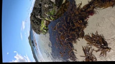Donegal, İrlanda 'da Portnoo sahilinde bulunan renkli deniz yosunu..