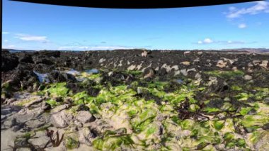 Donegal, İrlanda 'da Portnoo sahilinde bulunan renkli deniz yosunu..