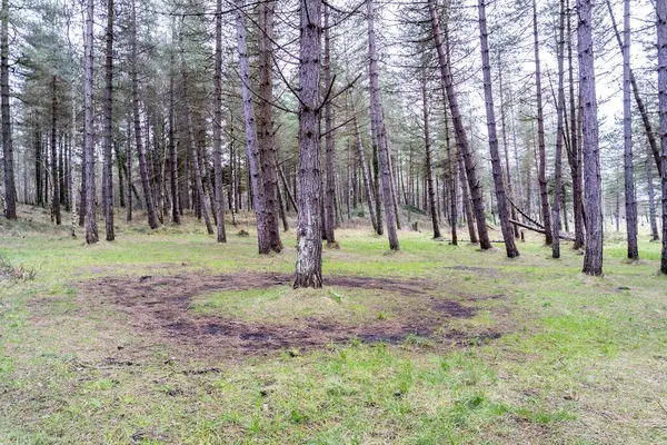 Skogen Ved Murvagh County Donegal Irland royaltyfrie gratis stockbilder