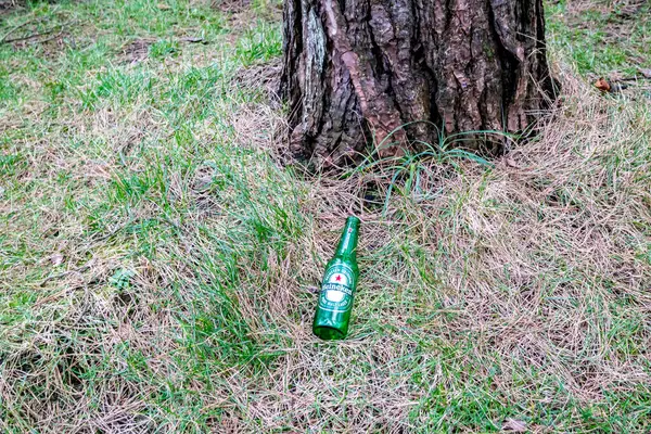Murvagh County Donegal Ireland January 2022 Beer Bottle Lying Forest stockbilde