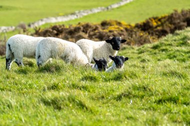 Donegal, İrlanda 'da bir tarlada şirin siyah yüzlü koyun kuzuları..