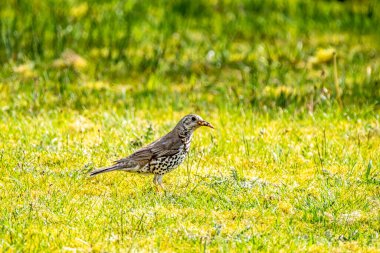 Song Thrush, Turdus Philomelos, İrlanda 'da bir bahçeyi ziyaret ediyor..