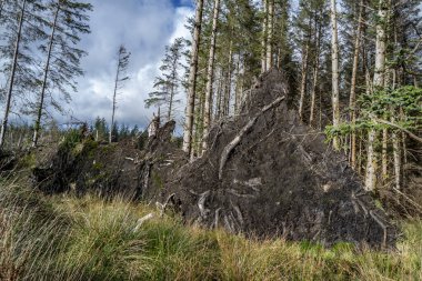 Uprooted trees after storm at the west coast of Ireland. clipart
