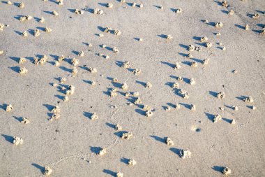 İrlanda 'nın batı kıyısında kurt boku üfle - Arenicola Marina.