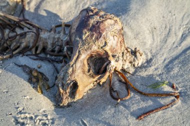 Sahilde yatan ölü bir koyunun iskeleti..