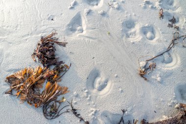 Beyaz kumdaki sığır toynağı izlerinin üstünden bir fotoğraf.