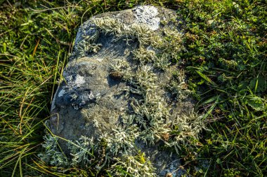 Cladonia polydactyla lichen İrlanda 'nın Donegal ilçesinin batı kıyısında bir taşta yetişiyor..