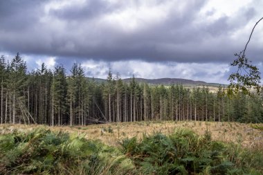Glenties, County Donegal, İrlanda 'daki Letterilly ormanında..