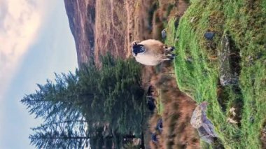 İrlanda 'nın Donegal ilçesindeki Doobin kasabasında koyun.