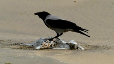 İrlanda 'da kumlu bir sahilde martı yiyen bir karga..