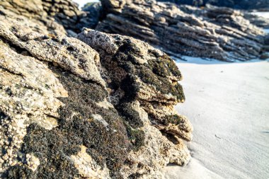 İrlanda 'nın Donegal ilçesinin batı kıyısında bir taşta yetişen siyah liken..