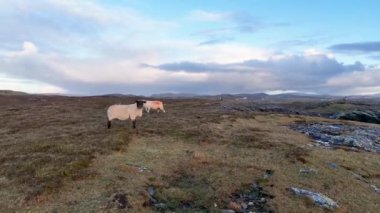 Donegal, İrlanda 'daki Dawros' ta koyunların hava görüntüsü.