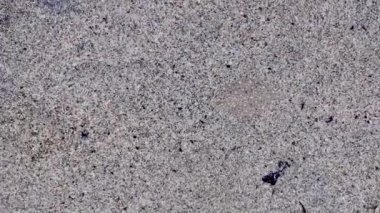 Atlantik Okyanusunda yüzen mükemmel kamuflajlı bebek bezi..