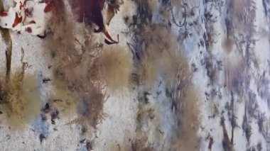 Yavru balıklar İrlanda 'da Atlantik Okyanusunda yüzüyor.