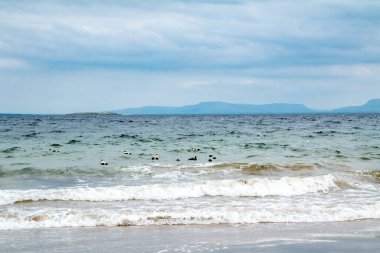 Eider Ördekleri çocuklarına Atlantik Okyanusu 'nda ders veriyor..