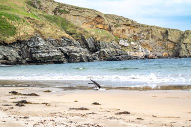 İrlanda 'da kumlu bir sahilde martı yiyen bir karga.